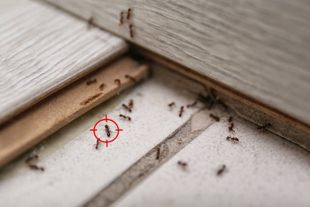 Best Pest Prevention Services  in Sebring, OH