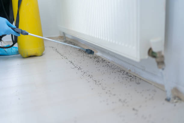 Best Insect Control  in Sebring, OH